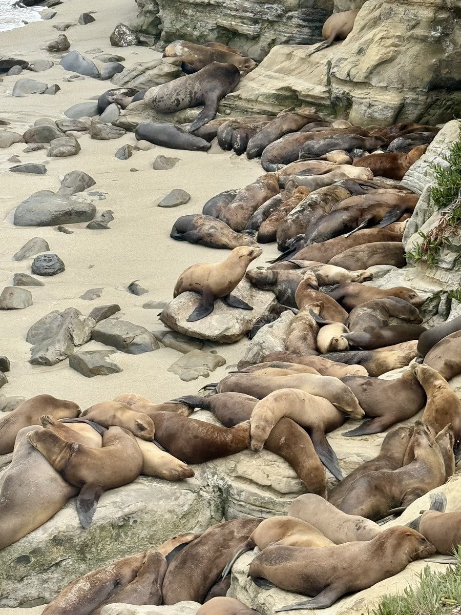 2011acnp's tweet image. What a great ending to another great AANP national conference!! Lots of great courses and learned a lot. Reconnecting with colleagues and meeting new ones. Spent the late afternoon at La Jolla beach and cove. Now to figure out how to pack all of this extra stuff! #AANP25