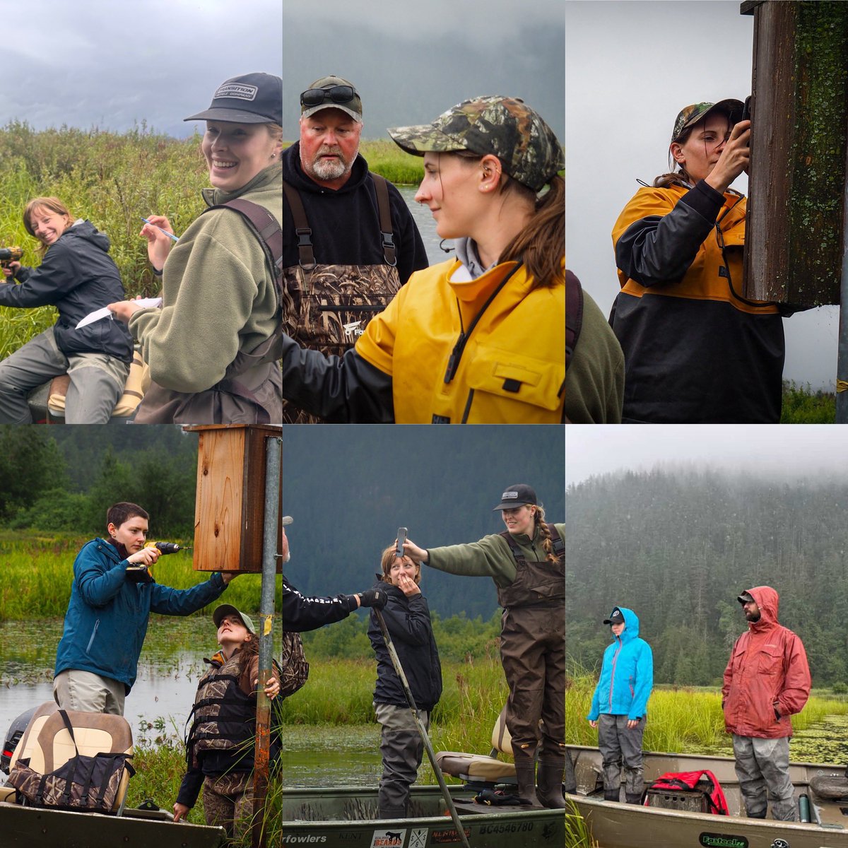 Pittwaterfowler's tweet image. A soggy marsh check today with the @DUCinBC gang! Lots of hatches, some active nests and sitting hens made the day great! Huge thabks to Evan, Amanda and Quinn for providing boats for today! #pittwaterfowlers #woodducks #nestingboxes
