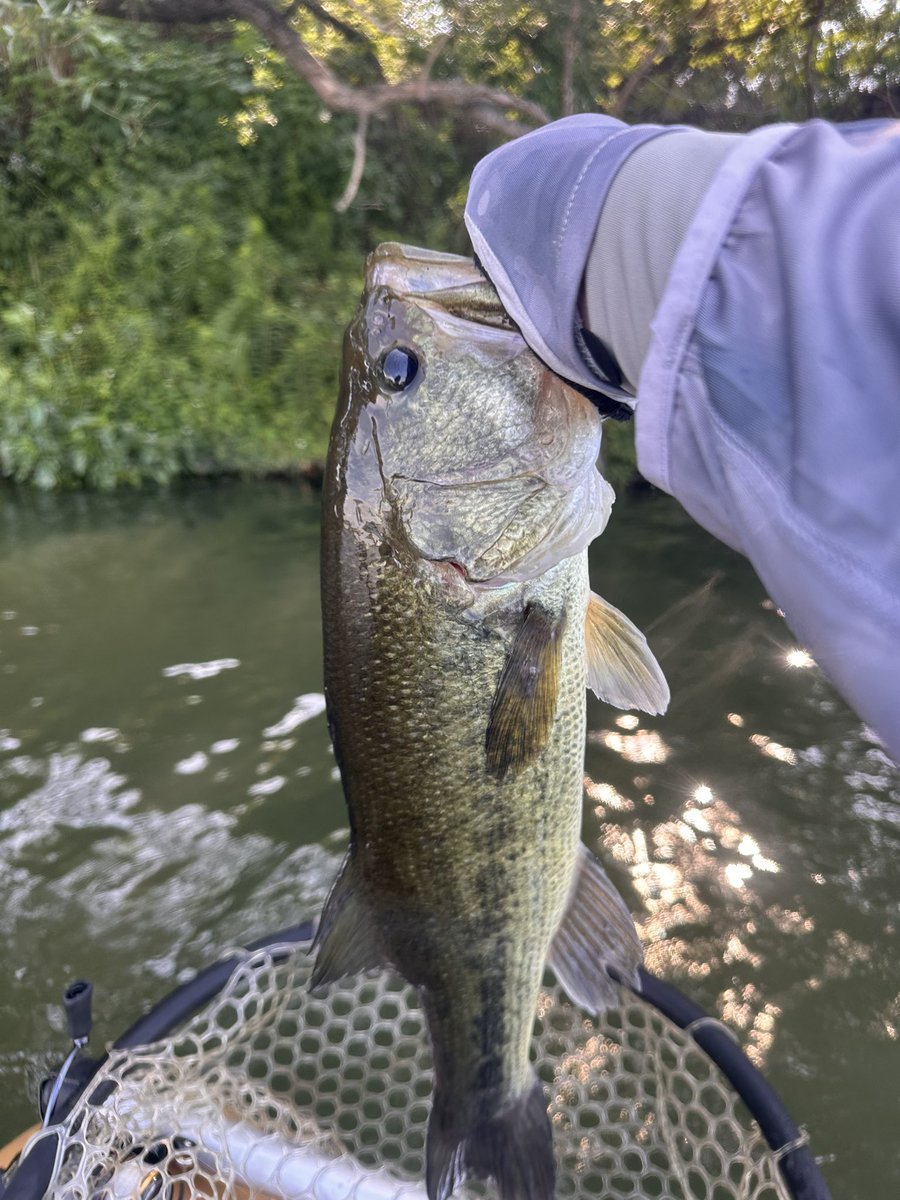 今日もまぁまぁ調子がよいっ
スピナベチャターソギーンドライブスティックと色々釣れました🎣

そしてD野さんに遭遇😄