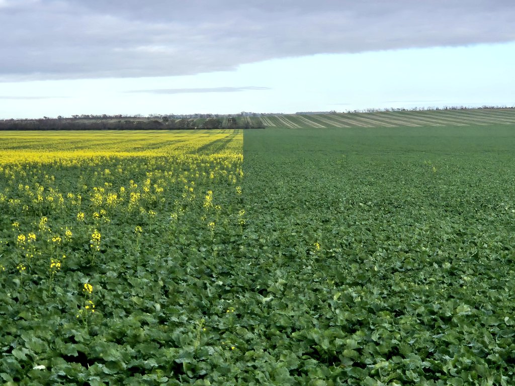2 very good canola varieties made for 2 very different scenarios, Emu left, LR4540P right. My predictions are Emu if season cuts off and minimal frost events, LR4540P if September is favourable and some decent frost events.