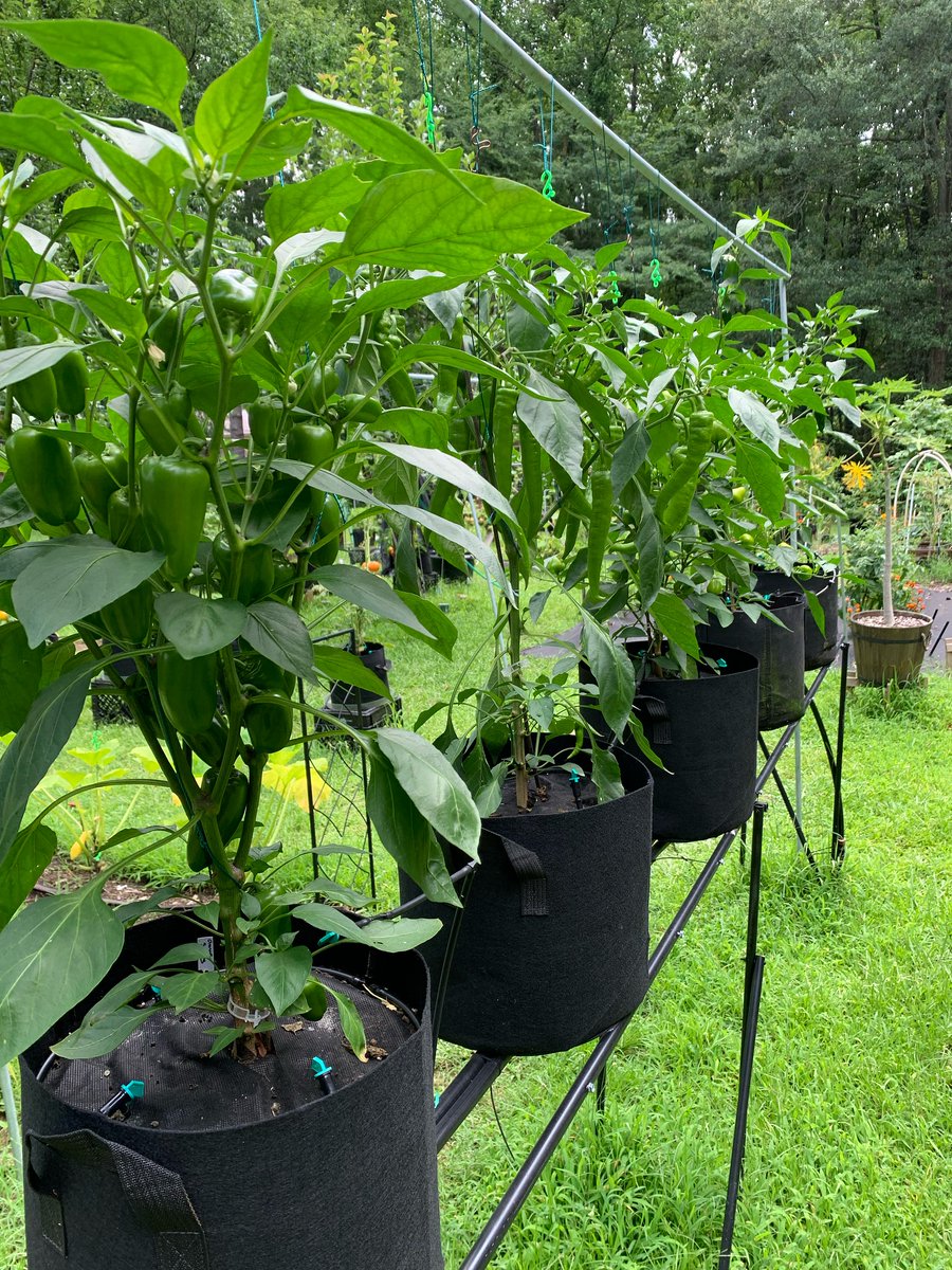 GrowBuildEat's tweet image. Mid-Season Garden Reality Check: What's Thriving, What's Struggling, and Why.

patreon.com/posts/fertiliz…