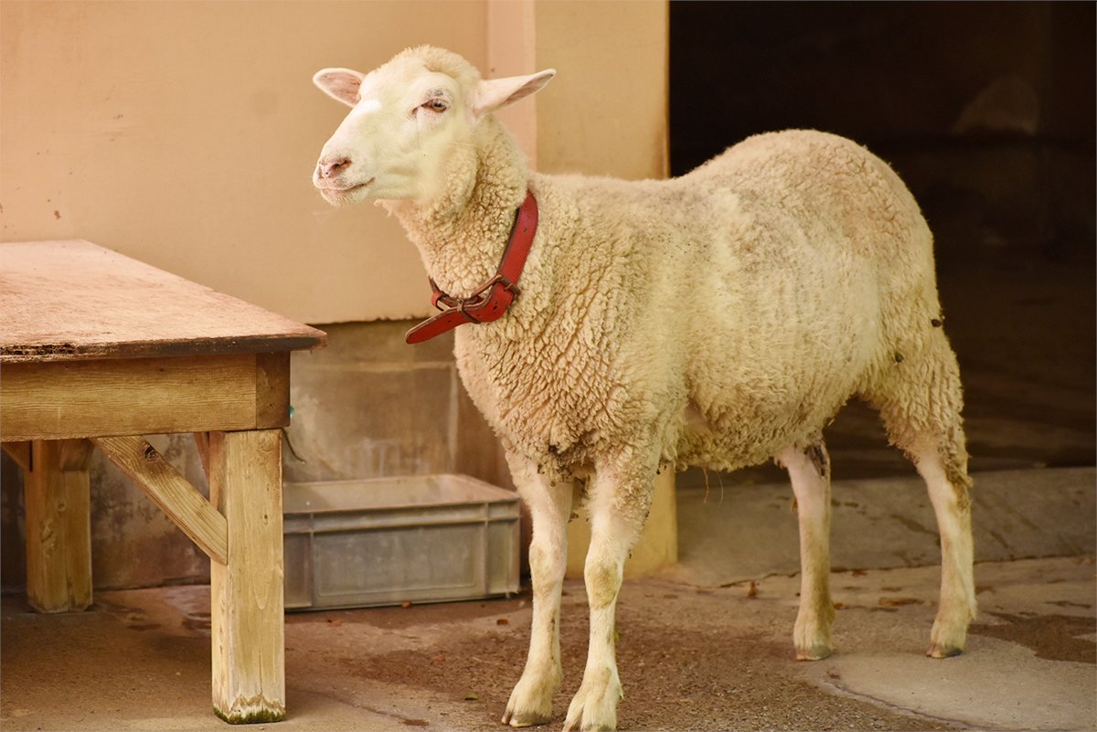 家畜舎に新しく #ヒツジ が1頭やってきました。
品種はコリデール、名前は「メリダ」です。

今朝からデビューでしたが、落ち着いた様子で運動場を探検し、モリモリと干し草を食べていました。

どうぞみなさま、よろしくお願いいたします。
#井の頭自然文化園