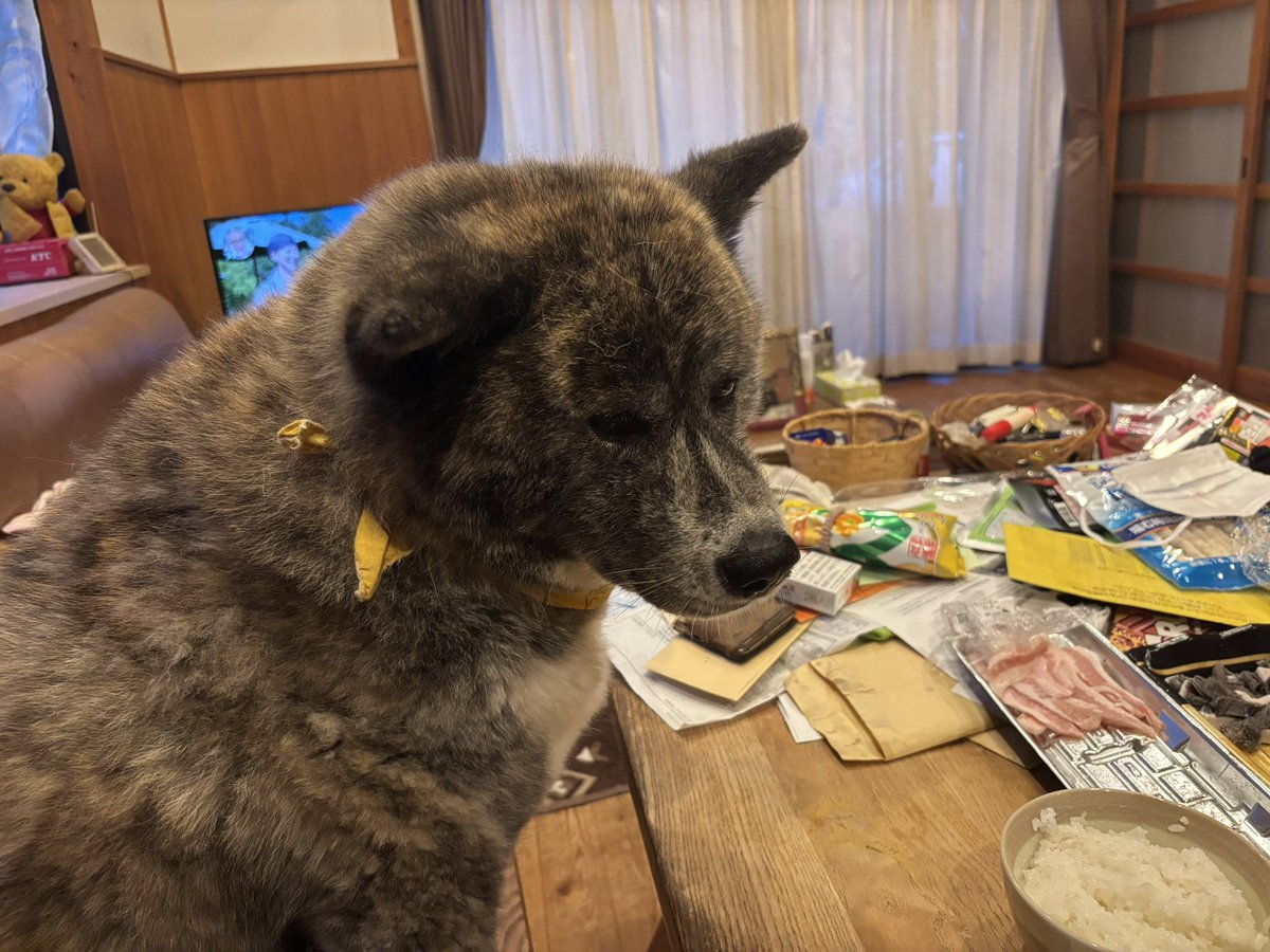 昨日の土曜日は休日出勤終わりからのゆずちゃんお出迎えです🐶そして夕方散歩徘徊してから🐕晩酌タイムです🍺センマイを切って豚トロと牛肉とで焼きました🥩ゆずちゃんスタンバって来たんで、ゆずちゃんには素焼きお肉等々を残りご飯と共にお裾分けしました🐶