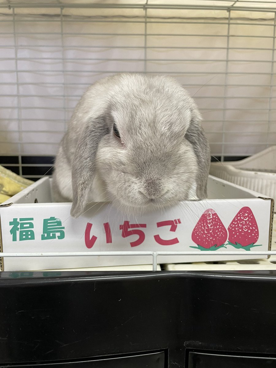 chocolate_otter's tweet image. 本日も12時開店しました🙇‍♂️
郡山市も連日暑いですね。ちゅうちゃんも旅立ち残り6羽になりましたが本日もご来店お待ちしております。なおちゅうちゃんとのお別れをご希望の方はお申し付けください。