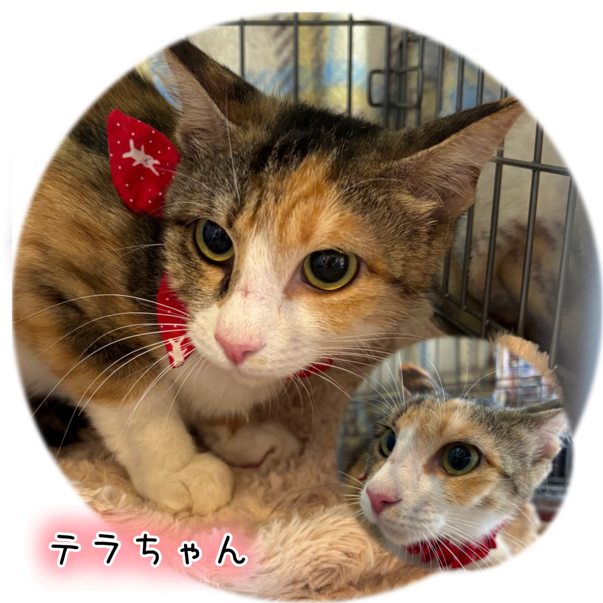 三毛猫雑貨店😺6/22(日)保護猫譲渡会開催 (@mikenekozakka) / X