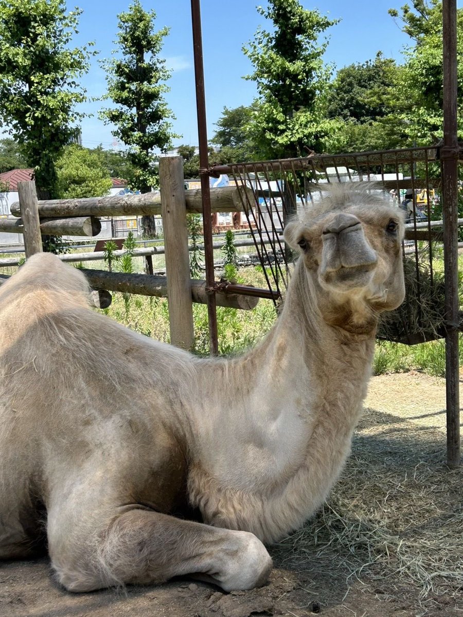 本日、6月22日は #世界ラクダの日 です🐫 皆様が想像するラクダは