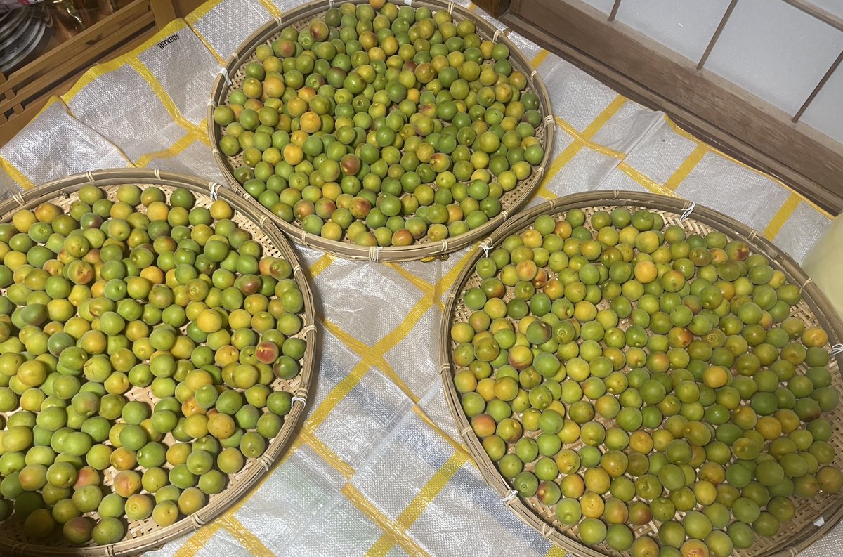 福井まで買いに行った梅で梅干し仕込みます。
家中甘い香り

#森の学校
#監督の梅干
#マトも食べた梅