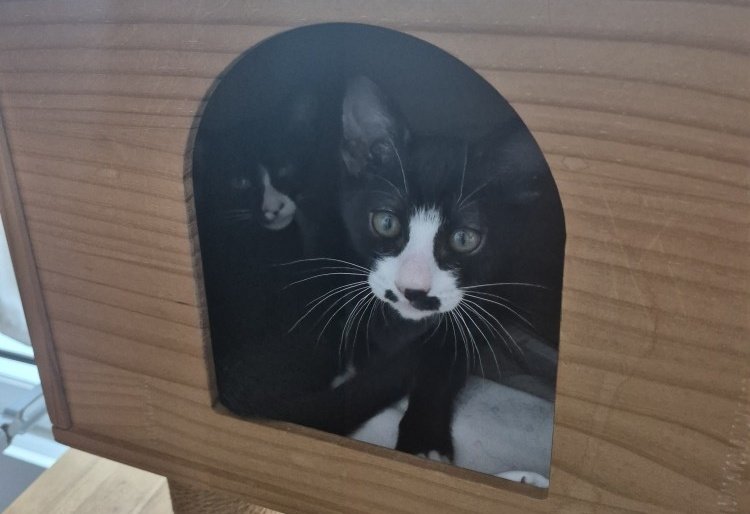 귀여운 턱시도 자매를
입양하라! 입양하라!