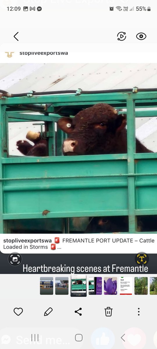 Fleur Shack tweet media