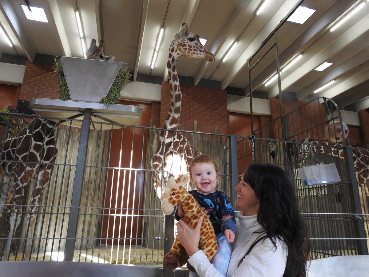 DenverZoo's tweet photo. Today is #WorldGiraffeDay and we’re celebrating our long-necked legends: Jasiri, BB, Dobby, and baby Thorn! 🦒Thorn is growing fast and exploring his surroundings with curiosity and confidence. 

Reticulated giraffes are Endangered, but with your support, we’re helping protect their future both here at DZCA and in the wild. You can adopt a mom and baby giraffe plushie through our Adopt an Animal Program presented in partnership with @childrenscolo

https://t.co/mwOFOv63lE

Stop by the Zoo to see the herd, learn more about giraffe conservation, and celebrate these gentle giants with us! 

#SavingWildlifeTogether #DenverZooConservationAlliance #Giraffe #EndangeredSpecies #ChildrensHospitalColorado