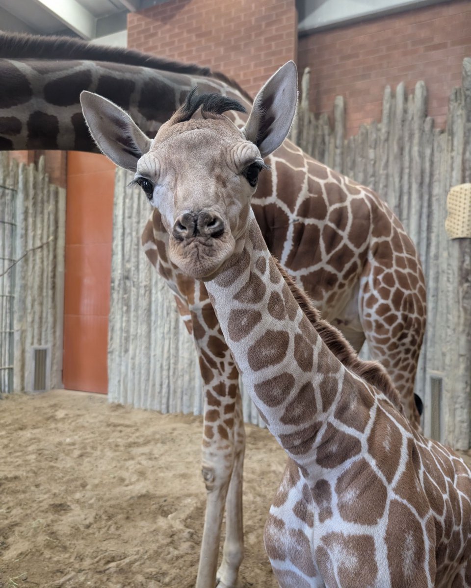 DenverZoo's tweet photo. Today is #WorldGiraffeDay and we’re celebrating our long-necked legends: Jasiri, BB, Dobby, and baby Thorn! 🦒Thorn is growing fast and exploring his surroundings with curiosity and confidence. 

Reticulated giraffes are Endangered, but with your support, we’re helping protect their future both here at DZCA and in the wild. You can adopt a mom and baby giraffe plushie through our Adopt an Animal Program presented in partnership with @childrenscolo

https://t.co/mwOFOv63lE

Stop by the Zoo to see the herd, learn more about giraffe conservation, and celebrate these gentle giants with us! 

#SavingWildlifeTogether #DenverZooConservationAlliance #Giraffe #EndangeredSpecies #ChildrensHospitalColorado