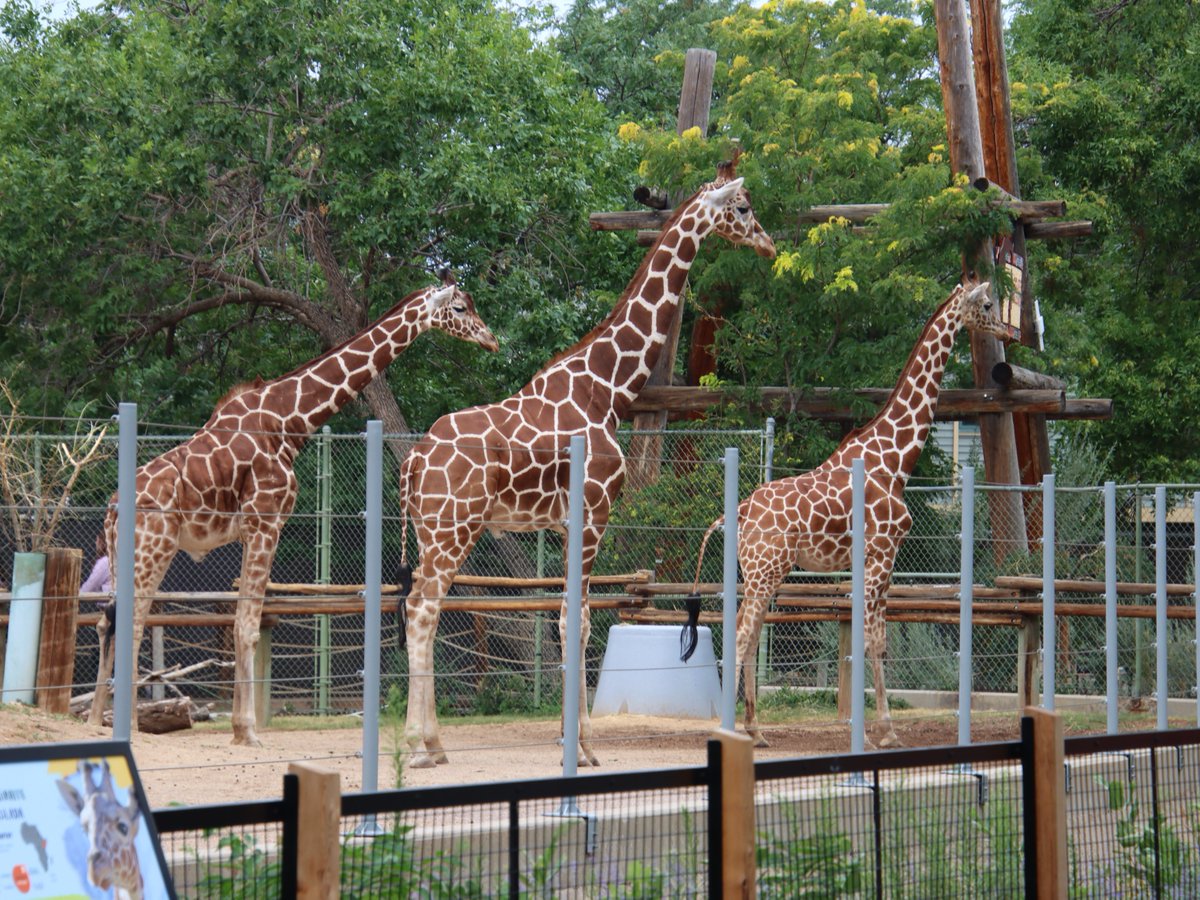 DenverZoo's tweet photo. Today is #WorldGiraffeDay and we’re celebrating our long-necked legends: Jasiri, BB, Dobby, and baby Thorn! 🦒Thorn is growing fast and exploring his surroundings with curiosity and confidence. 

Reticulated giraffes are Endangered, but with your support, we’re helping protect their future both here at DZCA and in the wild. You can adopt a mom and baby giraffe plushie through our Adopt an Animal Program presented in partnership with @childrenscolo

https://t.co/mwOFOv63lE

Stop by the Zoo to see the herd, learn more about giraffe conservation, and celebrate these gentle giants with us! 

#SavingWildlifeTogether #DenverZooConservationAlliance #Giraffe #EndangeredSpecies #ChildrensHospitalColorado