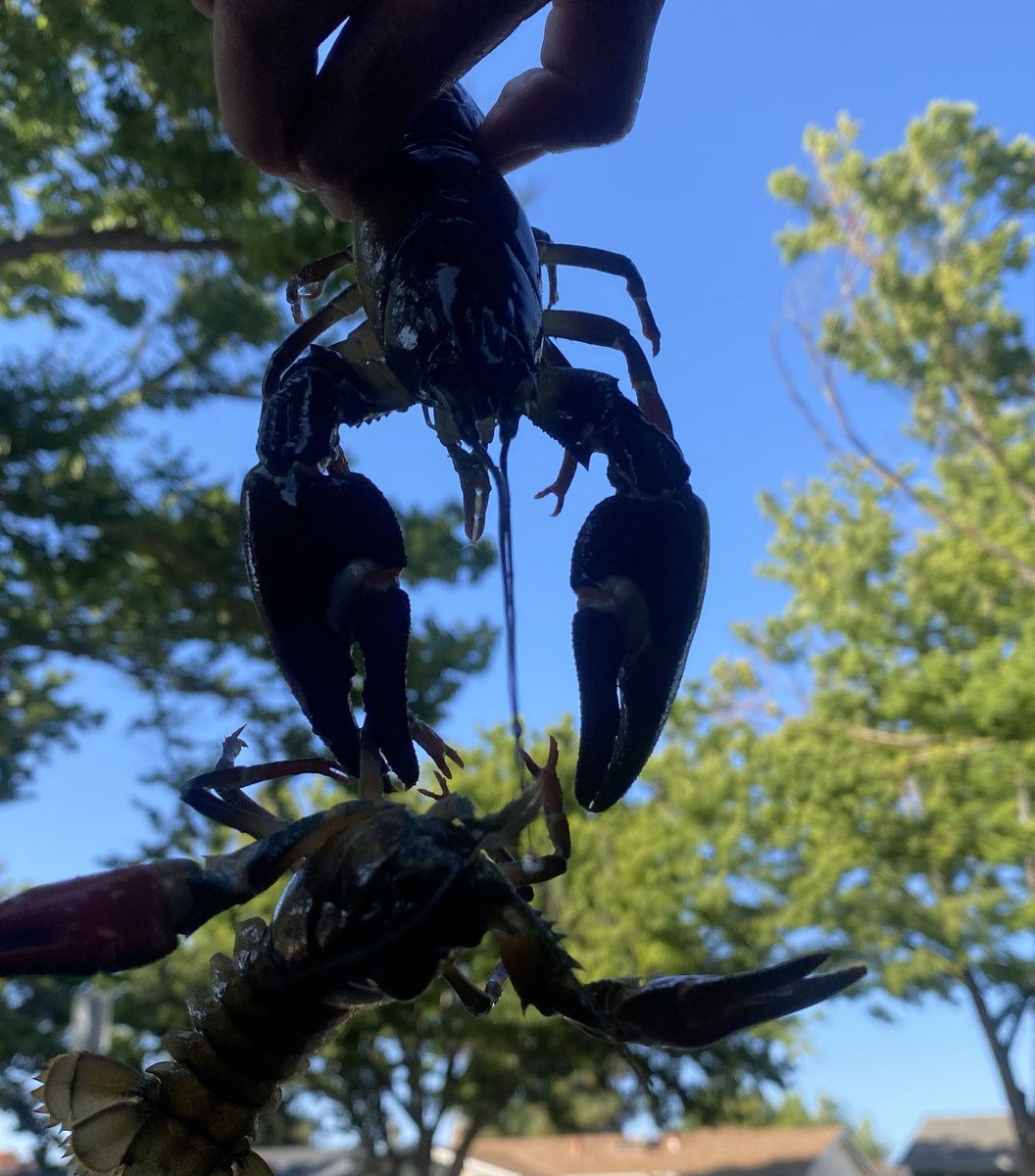 带娃去小溪里抓了几磅小龙虾🦞

只要有闲，加州好玩的还是很多的