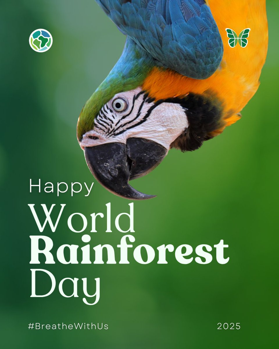 Happy World Rainforest Day!

#WorldRainforestDay #BreathWithUs #PlanetWalker