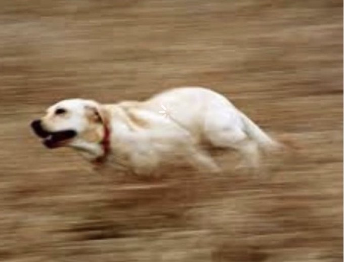 Weti paunenge wakusvika kutoilet