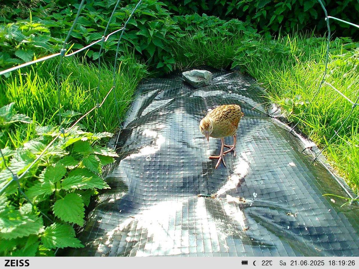 CorncrakeLife's tweet image. Great to see this young corncrake at one of our sites.
At 25-30 days old it is only 2 weeks away from being fledged and will then depart for Africa.
Female corncrakes are now on their second clutch and it's vital that they produce fledged young to sustain the population.