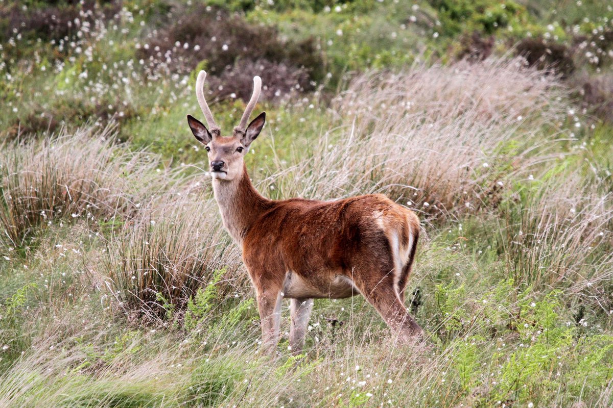 MrSteveyJames's tweet image. Had a trip up on the moors #peakdistrict #Derbyshire last Sunday with my Granddaughter, was nice to see a few Red Deer #TwitterNatureCommunity #TwitterNaturePhotography @Derbyshirebirds @DerbysWildlife @NatureUK @BBCSpringwatch @shefbirdstudy @Natures_Voice