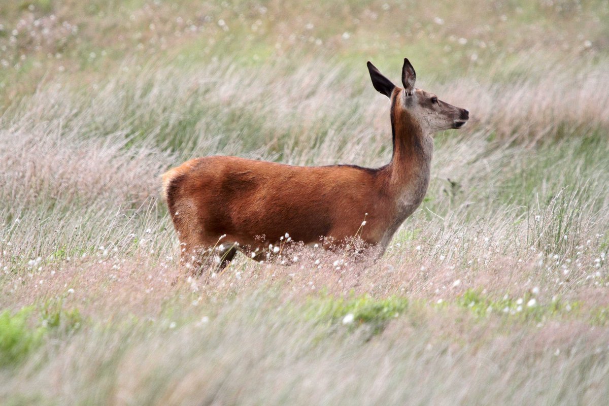MrSteveyJames's tweet image. Had a trip up on the moors #peakdistrict #Derbyshire last Sunday with my Granddaughter, was nice to see a few Red Deer #TwitterNatureCommunity #TwitterNaturePhotography @Derbyshirebirds @DerbysWildlife @NatureUK @BBCSpringwatch @shefbirdstudy @Natures_Voice