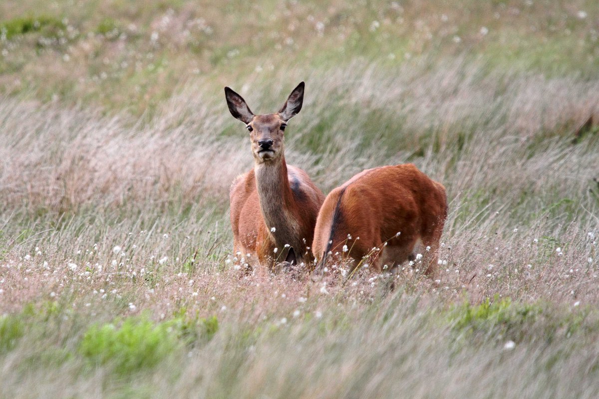 MrSteveyJames's tweet image. Had a trip up on the moors #peakdistrict #Derbyshire last Sunday with my Granddaughter, was nice to see a few Red Deer #TwitterNatureCommunity #TwitterNaturePhotography @Derbyshirebirds @DerbysWildlife @NatureUK @BBCSpringwatch @shefbirdstudy @Natures_Voice
