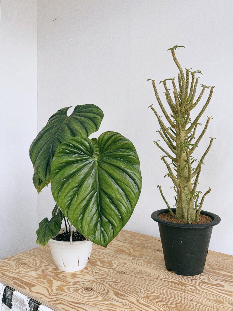 진짜 멋있었던 콜롬비아sp