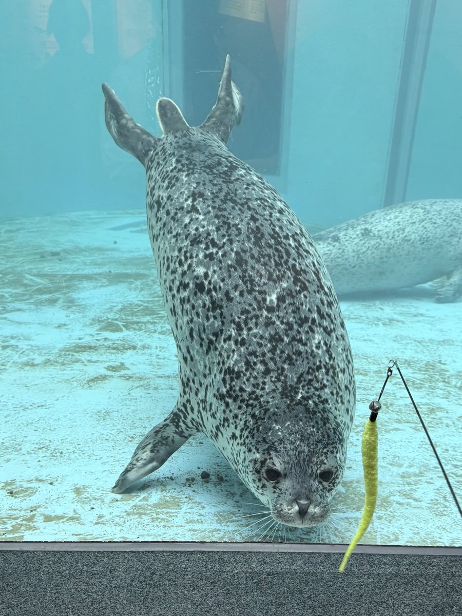 ターボなのだ
遊ぶのだ

#ゴマフアザラシ
#男鹿水族館