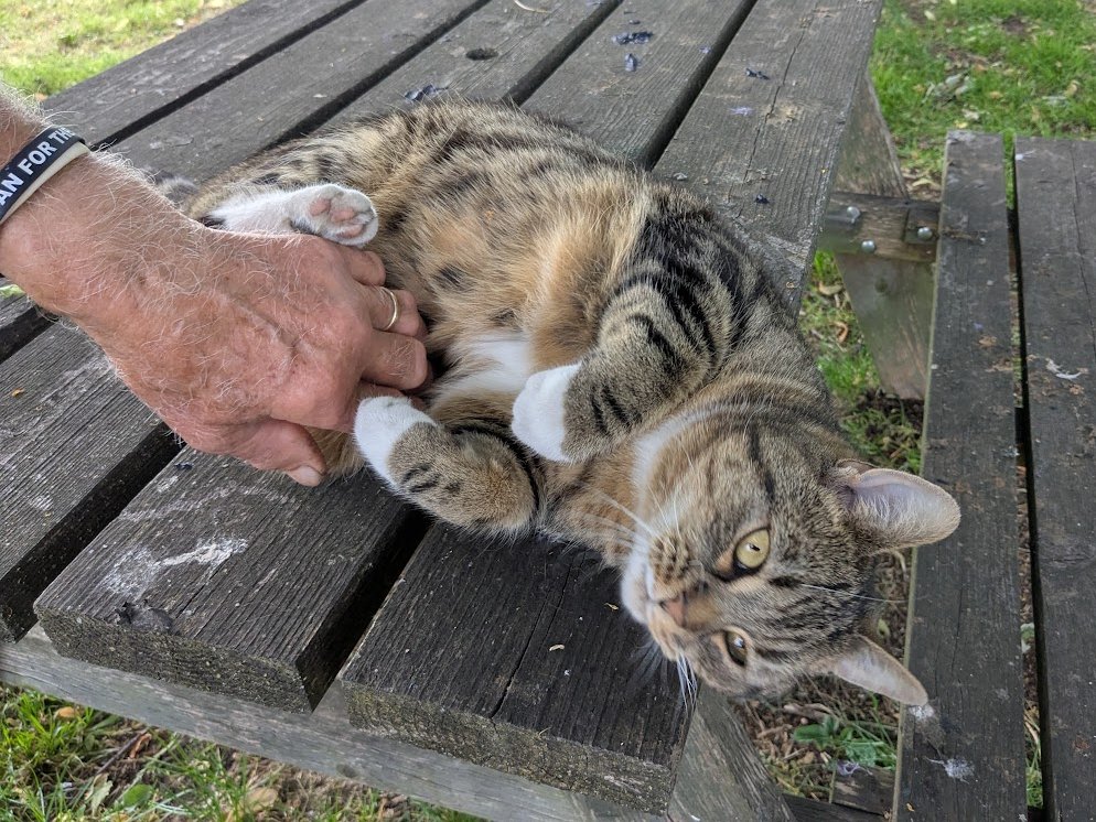 (Amanda)
 Betty said that Colin was taking a bit of a risk but I have no idea what she meant. 

It was really nice having my tummy rubbed and I hope he does it again.

What do you think Betty was worried about?