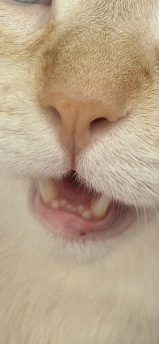 <a href="/babydogfanclub/">baby dog</a> oh so teef