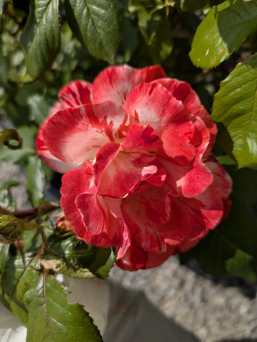 ✍️ هناك قاعدة نفسية تقول:
"القرار المؤجل يؤلم أكثر من القرار الصعب.💜
لا تترك الأمور معلّقة، فإنّ العقل لا يرتاح حين تكون الأشياء غير منجزة."