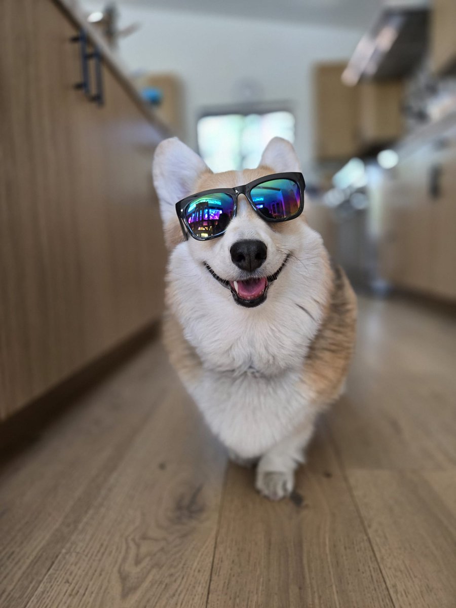 universalistmd's tweet photo. Minnie would like to remind everyone who is doom-scrolling that there is still a lot of good in this world. 

#corgi #CorgiCrew #CorgiLover #IranVsIsrael #IsraeliranWar #IranIsraelConflict https://t.co/YSkEeszl3t