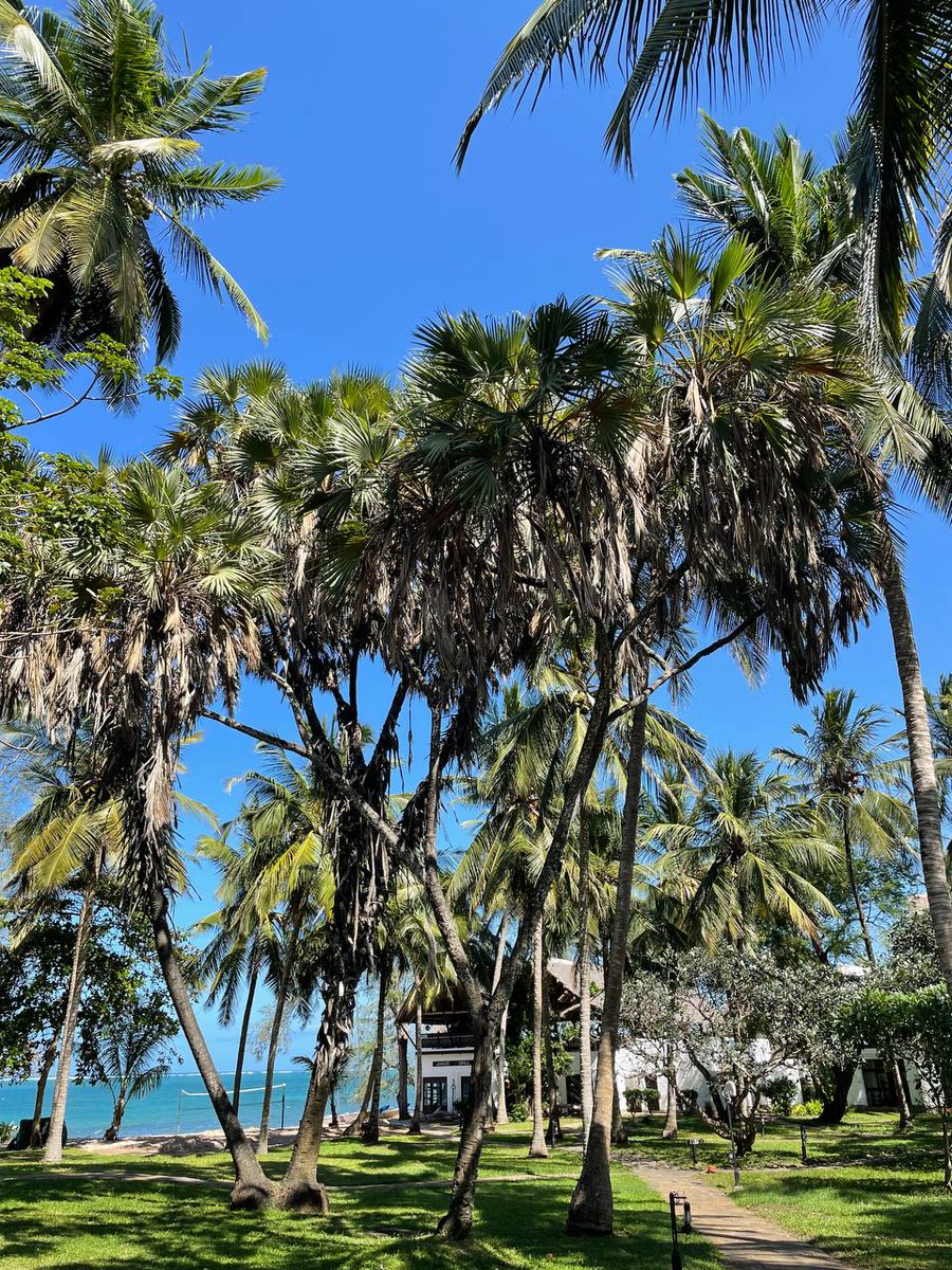 ms_mutegi's tweet image. Things to do and where to stay in Mombasa. A thread. You can add yours for more info for my followers and myself of course😄I want to go back when the weather is better.
#Thread