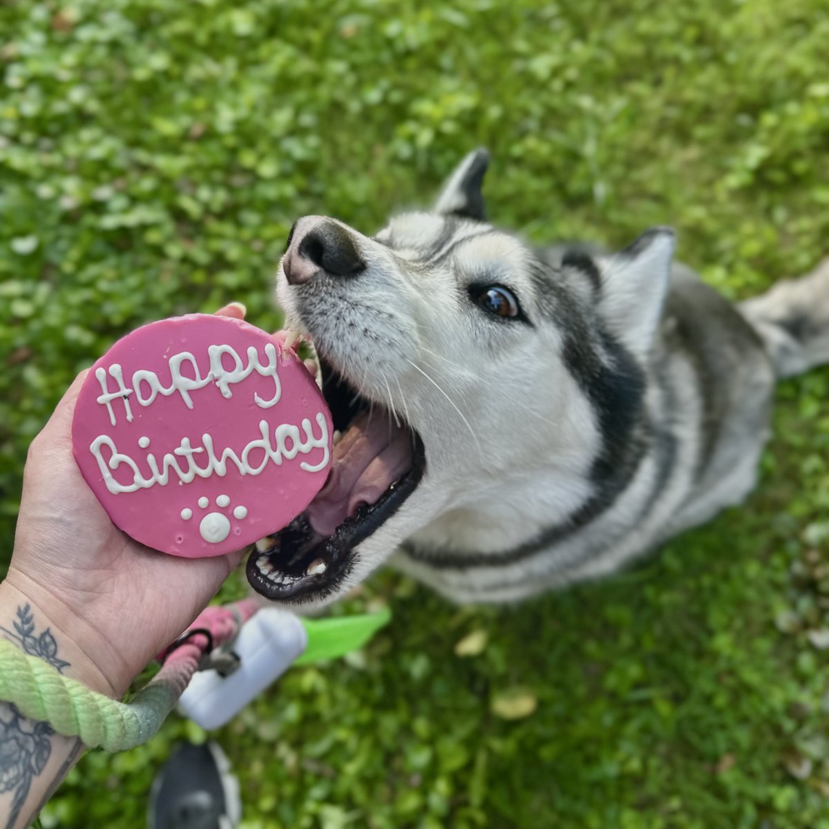 cheyrassic's tweet image. Happy 6th birthday, my fluffball. 💕

Don’t worry, she stole the cake and promptly ran back inside to the A/C to eat it… 😂

(I forgot to post this here earlier)