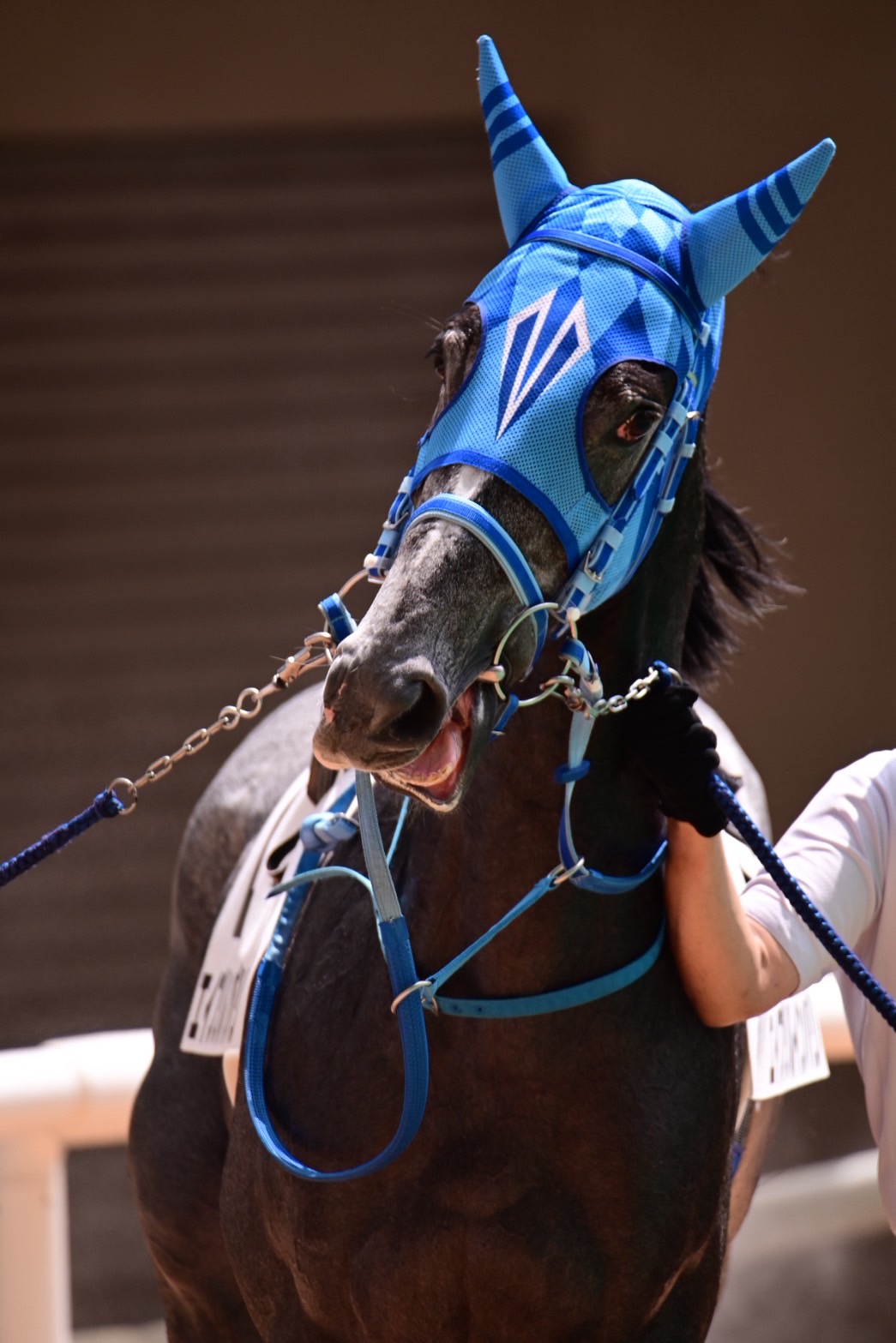 く*ろ様 競走馬スペシャルウィーク無口