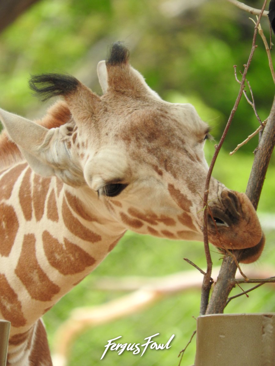 FergusFowl's tweet photo. Happy World Giraffe Day! Here are a few pics of Thorn, the baby giraffe, from our recent visit to the @DenverZoo! https://t.co/l2C4PpoODj