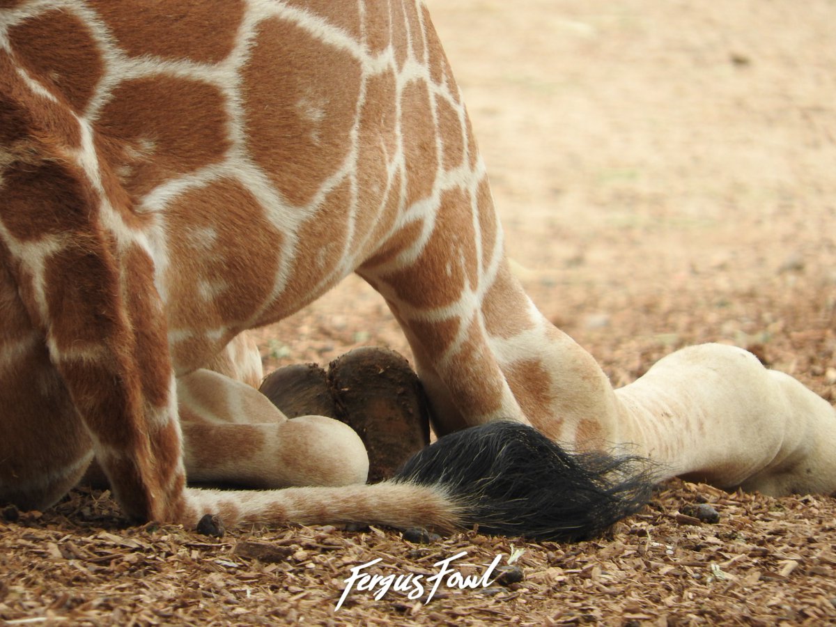 FergusFowl's tweet photo. Happy World Giraffe Day! Here are a few pics of Thorn, the baby giraffe, from our recent visit to the @DenverZoo! https://t.co/l2C4PpoODj