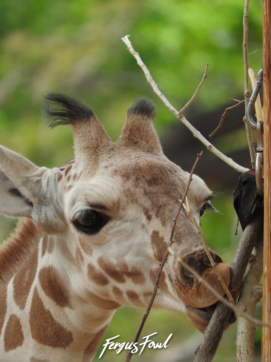 FergusFowl's tweet photo. Happy World Giraffe Day! Here are a few pics of Thorn, the baby giraffe, from our recent visit to the @DenverZoo! https://t.co/l2C4PpoODj