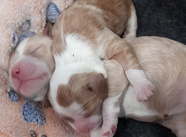 Russ coventry tweet media