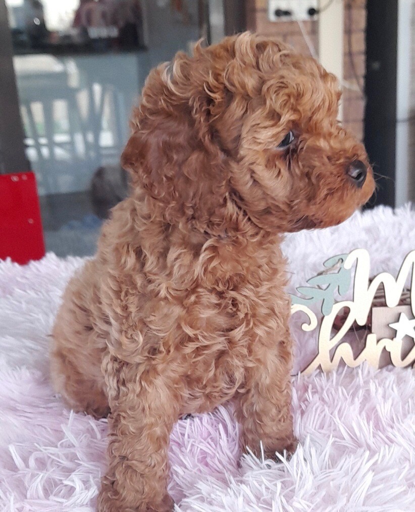 Russ coventry tweet media