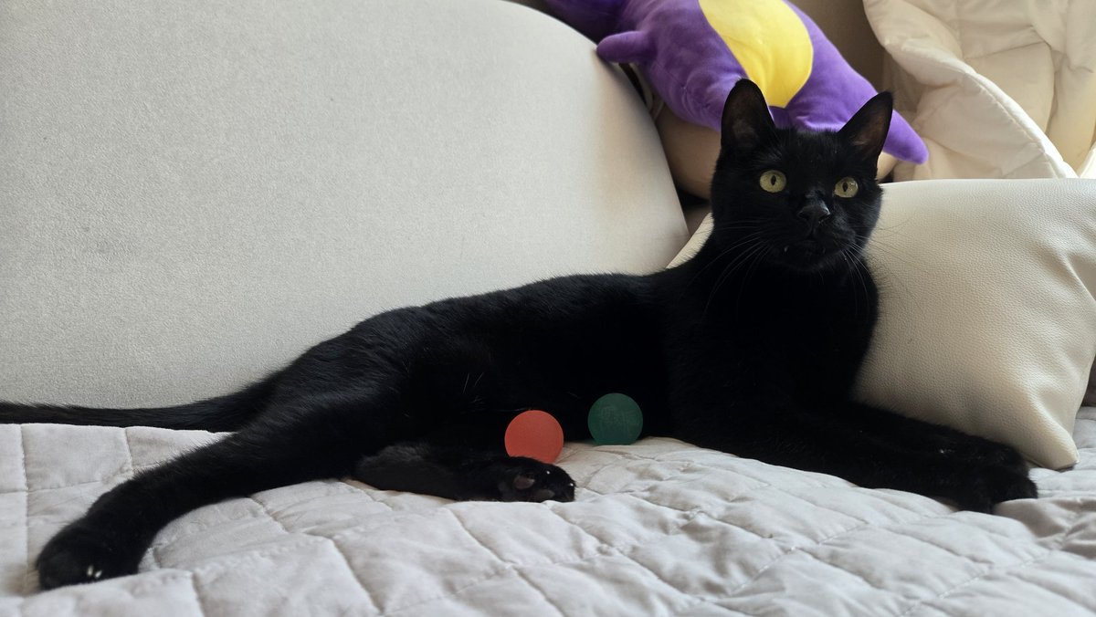 낮잠 잘 때 얼릉 운동 나옴. 어제 종일 그르케 붙어있고도! 집착냥묭 북북대공