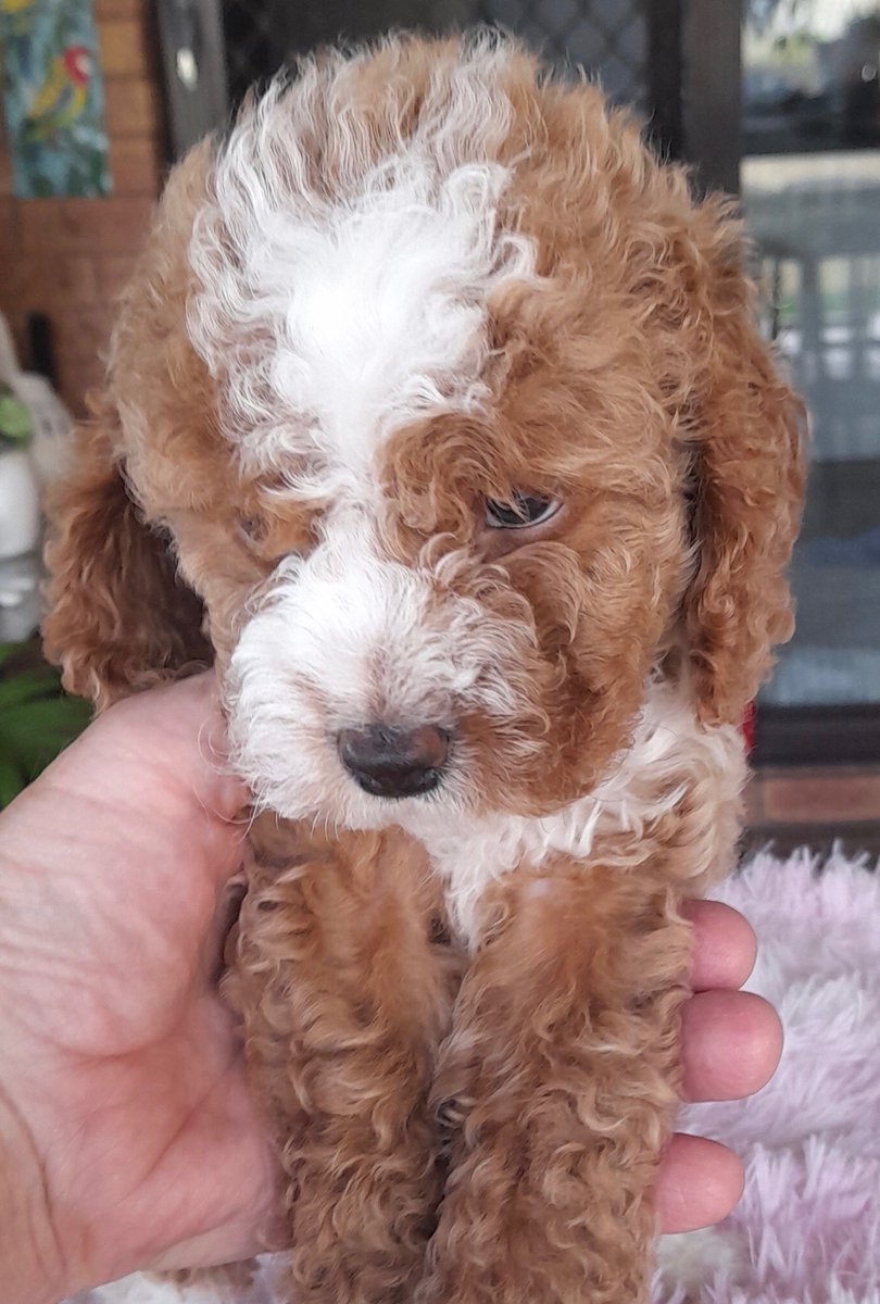 Russ coventry tweet media