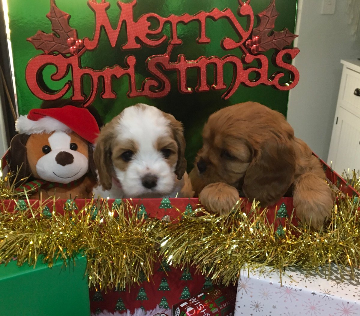 Russ coventry tweet media