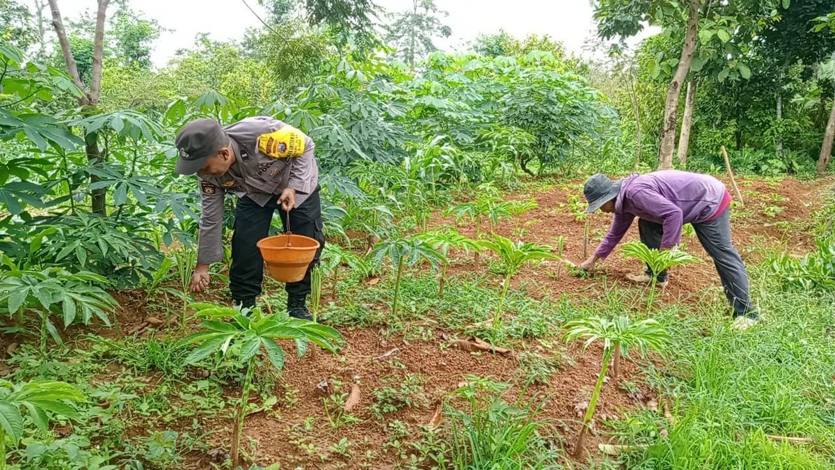 VcuanQ's tweet photo. Kapolres Madiun tugaskan Bhabin Cermo Aipda Hervin cek pekarangan warga dukung ketahanan pangan. #astacita #swasembadapangan #ketahananpangan #polisicintatani #ketahananpanganpoldajatim #ssdmpolri #divhumaspolri #birosdmpoldajatim #bidhumaspoldajatim #polresmadiun #madiun https://t.co/fYjLeWbq50