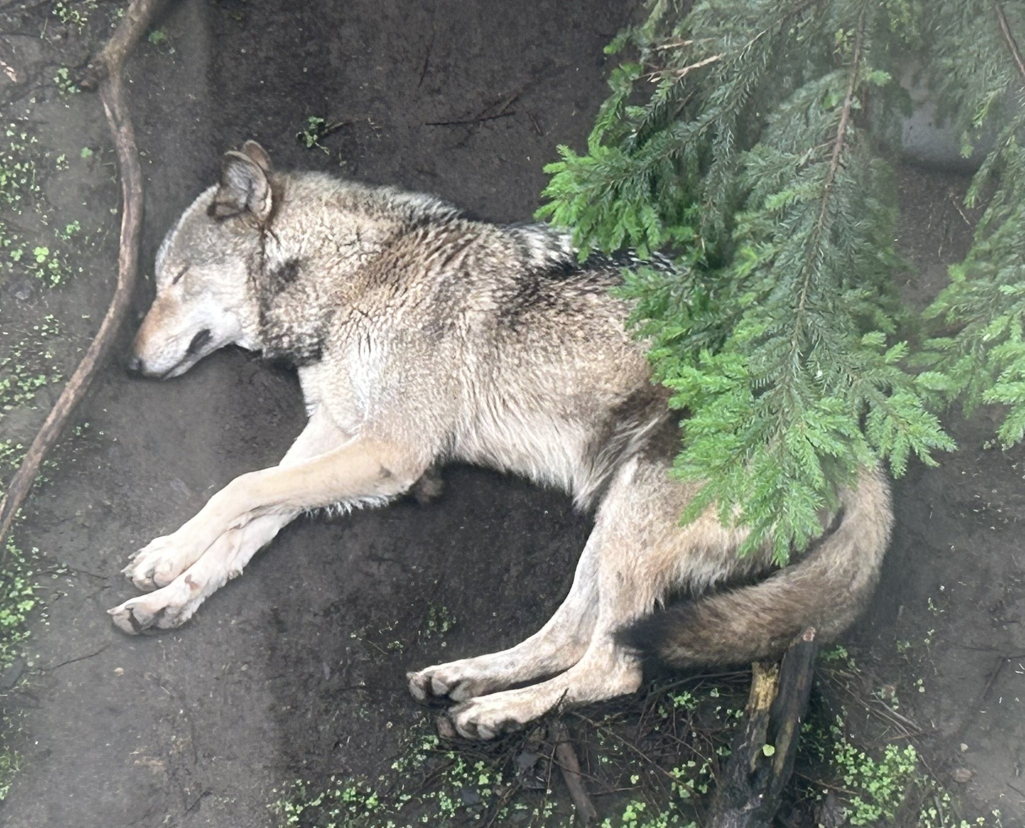 WASHIKI🐺🌊WolfGrapher (@pray_for_wolves) / X