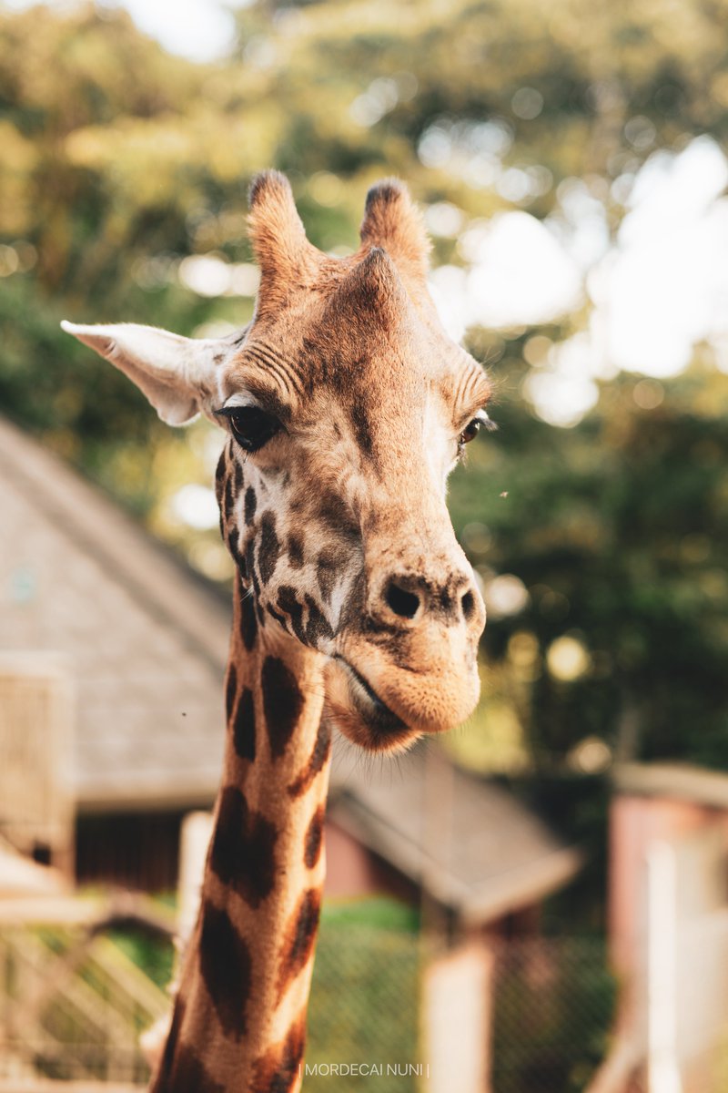 nmordecainu's tweet photo. Wolrd Giraffe Day🦒🦒 https://t.co/wxGZGMtIOj