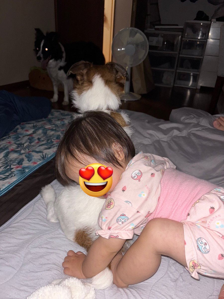 Ryan_Luna0712's tweet photo. 寝る前のギュッ🥰
#ジャックラッセルテリア
#ボーダーコリー
#犬好き
#ペット https://t.co/X984jVmFfm