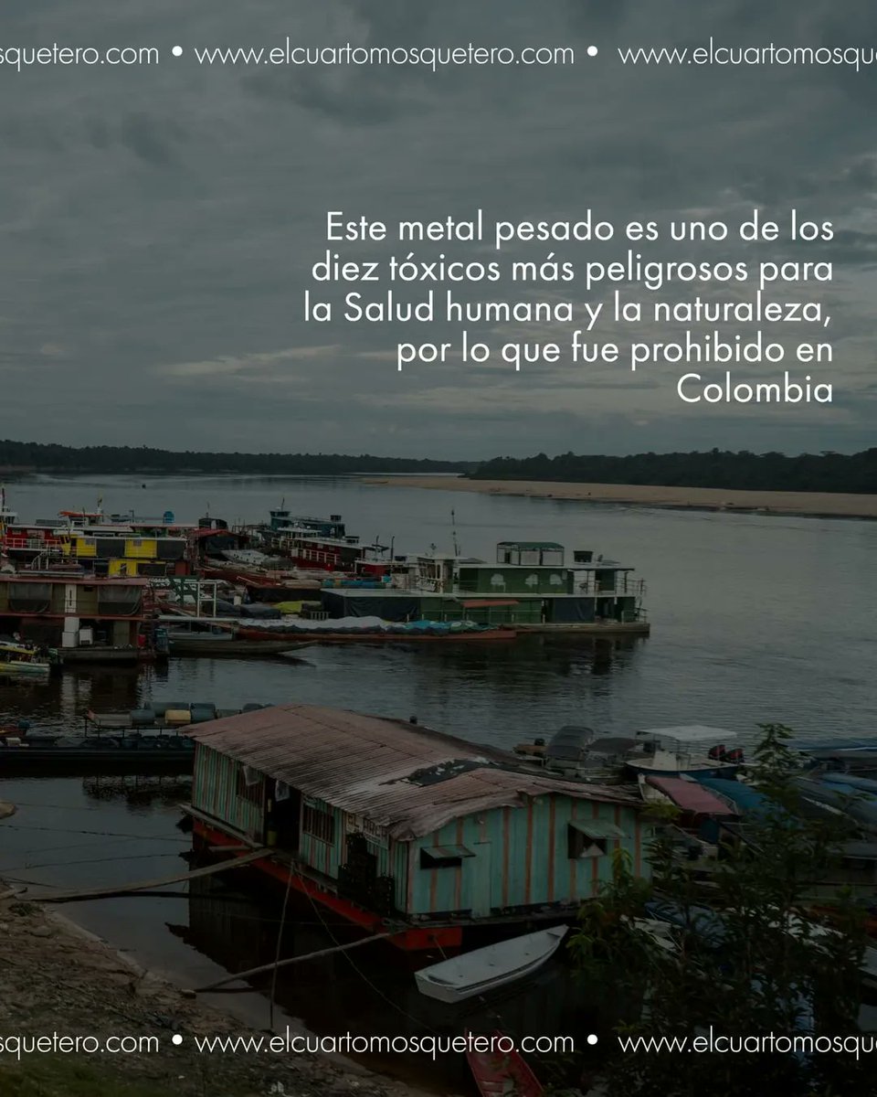 CONNECTAS (@connectasorg) on Twitter photo El mercurio sigue fluyendo por los ríos… y por la sangre de sus habitantes. Pese a estar prohibido, este metal tóxico sigue usándose para extraer oro.
Una investigación de <a href="/Mosqueteromedio/">El Cuarto Mosquetero</a> y @CONNECTASorg revela sus efectos invisibles. Léelo aquí. ⬇️
connectas.org/mercurio-el-ve… El mercurio sigue fluyendo por los ríos… y por la sangre de sus habitantes. Pese a estar prohibido, este metal tóxico sigue usándose para extraer oro.
Una investigación de <a href="/Mosqueteromedio/">El Cuarto Mosquetero</a> y @CONNECTASorg revela sus efectos invisibles. Léelo aquí. ⬇️
connectas.org/mercurio-el-ve…