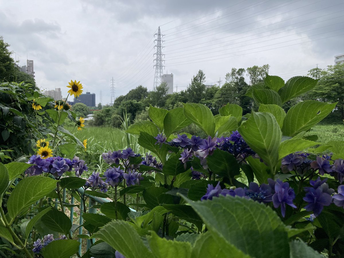 ugachanblog's tweet image. みなさん こんにちは
明日から全国的に雨模様で梅雨らしい
天気になりそうですね
今日も蒸し暑いので水分補給しながら
素敵な休日をお過ごしください🍀✨
私も週末日課になり始めた
朝からのジム、ウォーキング🚶♀️
風が吹けば少し暑さが和らぎました
簿記 予算管理問題集しっかり
つめていきます😊