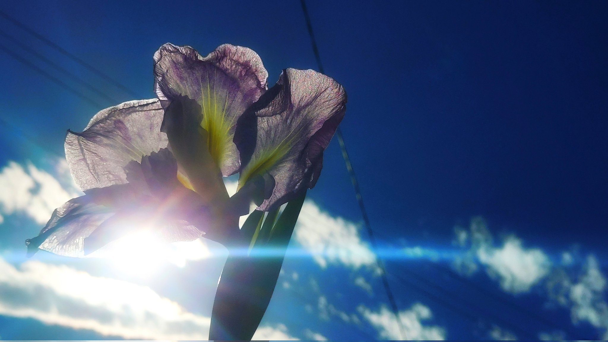 原滄月「湿原の花」日本画 額装 J 原滄月「湿原の花」日本画 額装 J 原滄月「湿原の花」