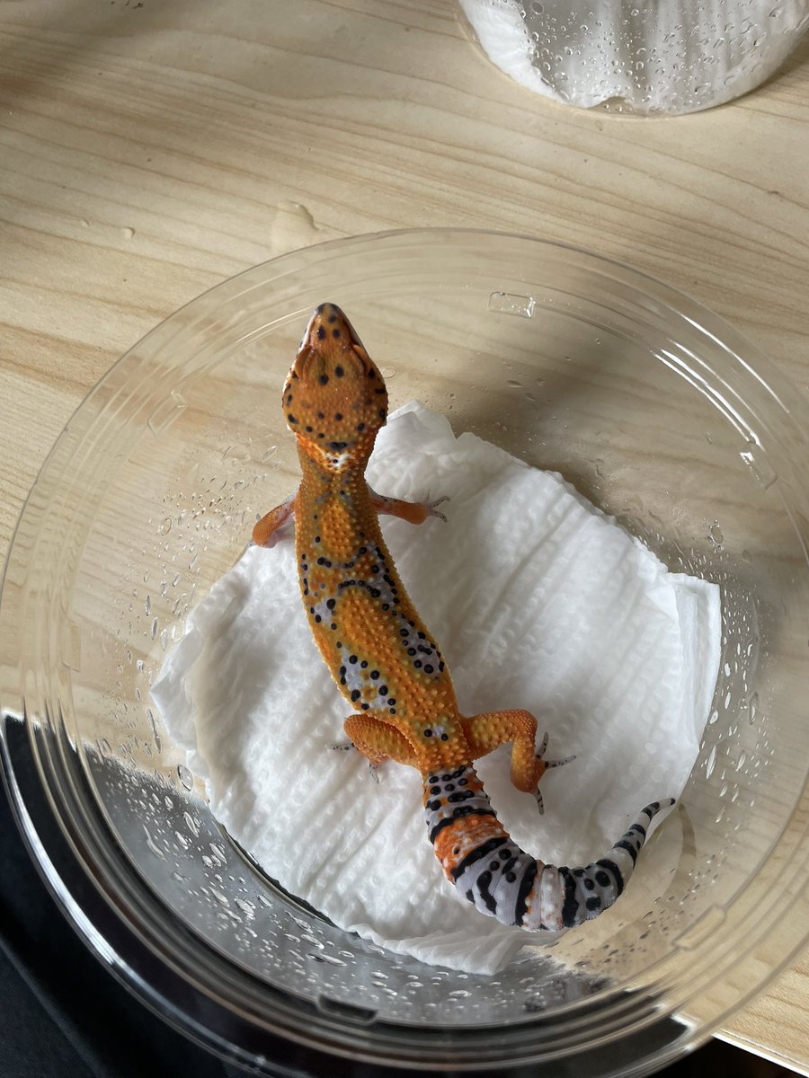 Key_Leopard's tweet photo. 5号ちゃん
タンジェリン
渋くてめっちゃ綺麗でお気に入りな子 https://t.co/La9SQGglTL