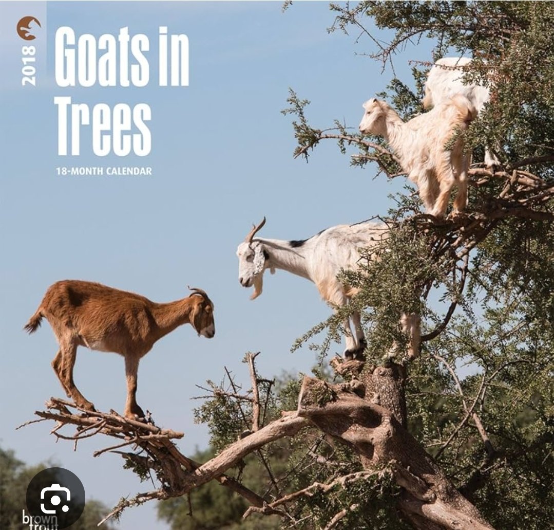 kraekerc's tweet photo. @reeetums My mother-in-law (passed away recently 😥) used to raise goats and each year at Christmas we would get her a goat calendar! She loved her goats!! #GoatsInTrees Who would have thought it?? 😅 https://t.co/cg0s8MbTCa
