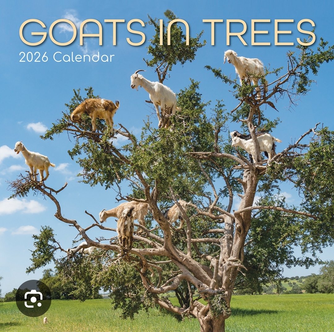 kraekerc's tweet photo. @reeetums My mother-in-law (passed away recently 😥) used to raise goats and each year at Christmas we would get her a goat calendar! She loved her goats!! #GoatsInTrees Who would have thought it?? 😅 https://t.co/cg0s8MbTCa